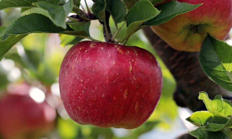 Fruit Trees in Urban Setting
