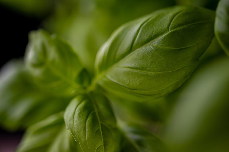Wall-Mounted Herb Garden