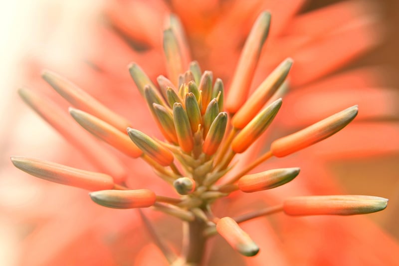 Succulents