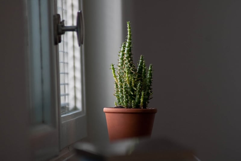 Windowsill Garden